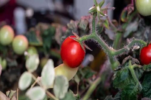 گوجه فرنگی گمشده در ایستگاه فضایی بین المللی پیدا شد!