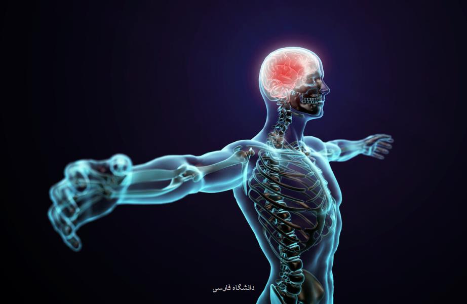 قیمت مواد تشکیل دهنده بدن انسان چقدر است؟