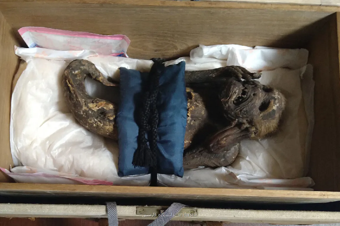 راز اعجاب انگیز پری دریایی مومیایی شده در ژاپن!