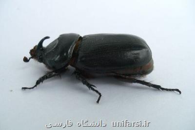 سوسك ها صنعت نارگیل یك كشور را تهدید می كنند