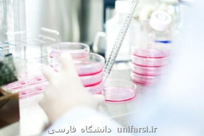 بررسی و تحقیق روی سلول های بنیادی برای باروری مردان