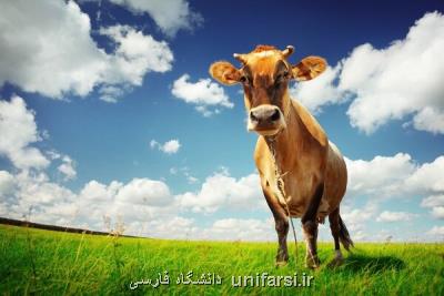 كاهش گازهای گلخانه ای با تغییر خوراك دام ها