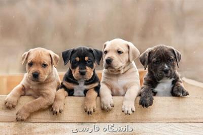 سگها مقادیر عددی را درك می كنند