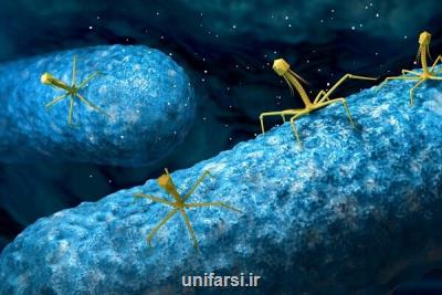 ویروس های باكتری خوار جایگزین آنتی بیوتیك می شوند