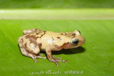انقراض یك سوم گیاهان و حیوانات جهان تا سال۲۰۷۰
