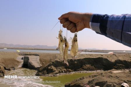 توسعه مواد دارویی و غذاهای فراسودمند از موجودات دریایی
